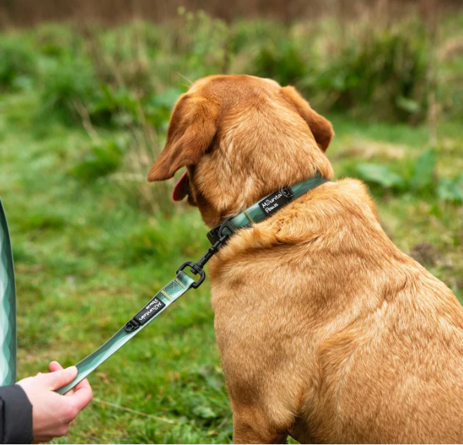 Waterproof Dog Collar