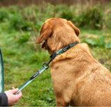 Waterproof Dog Collar