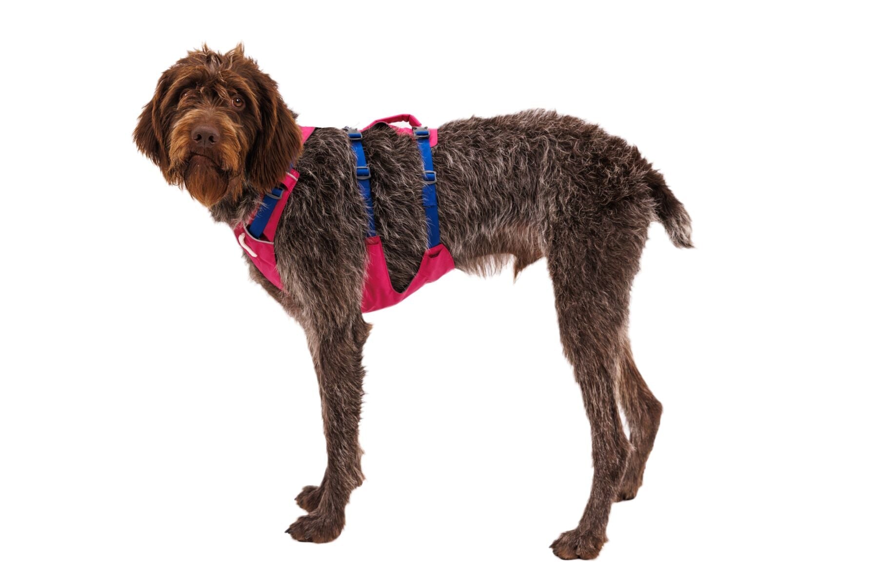 Harnesses With Handles - Ruffwear Flagline Harness - Lightweight, Multi-use Harness