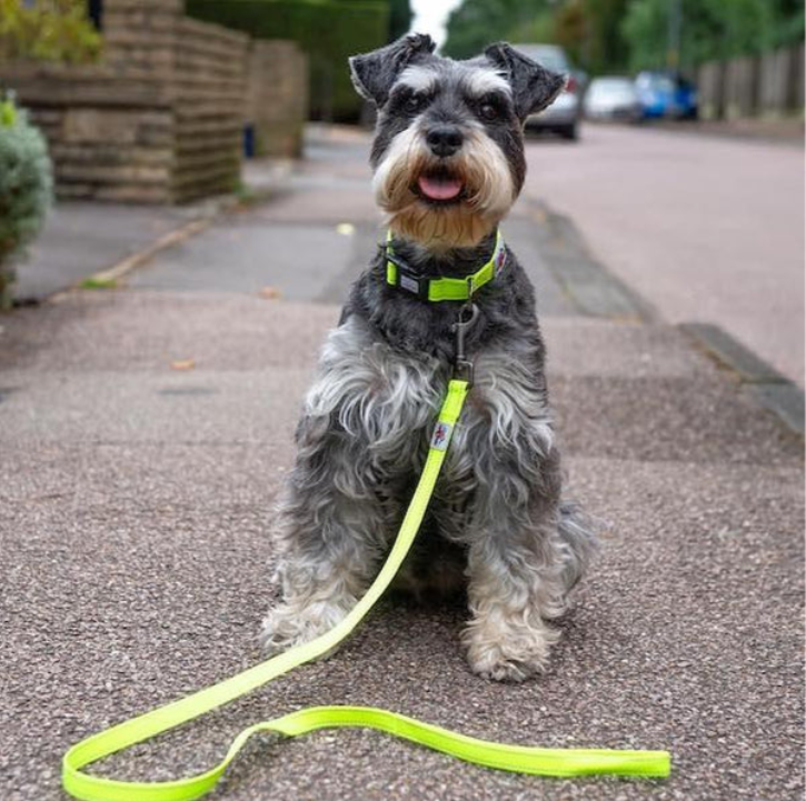 Long Paws Neon Webbing Dog Lead