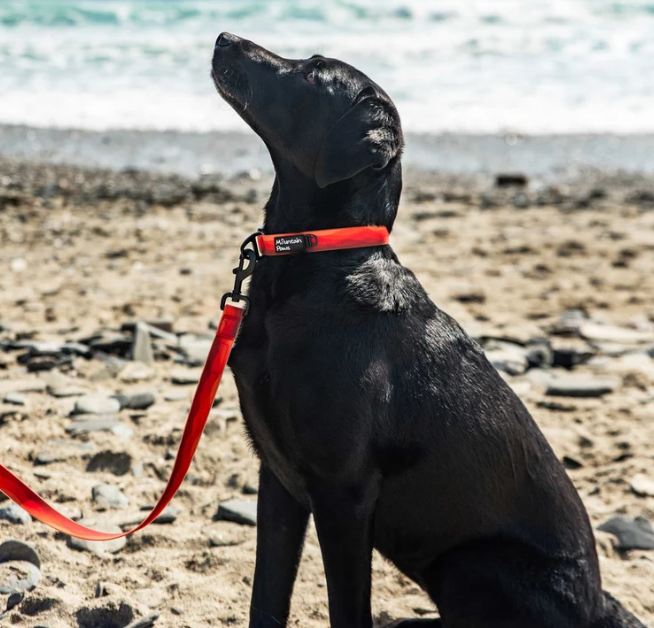 Waterproof Dog Lead