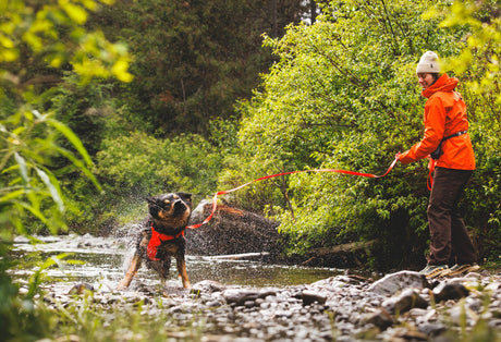 Person using a lightweight long dog leash with a happy dog splashing in a creek surrounded by lush greenery.