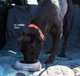 Splashproof Dog Bowl