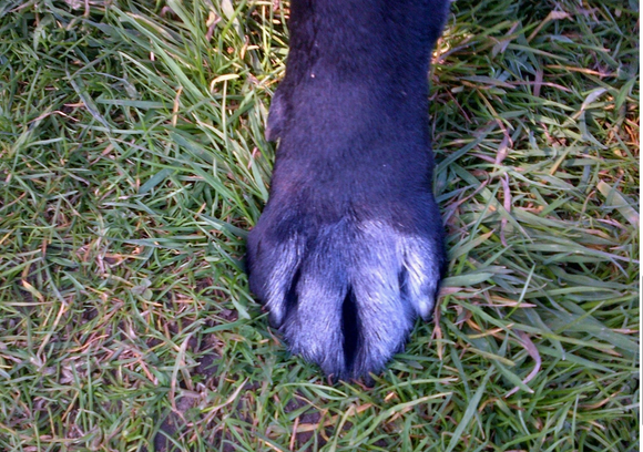 Aqueos Spray On Plaster For Animals 200ml