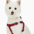 Dogs & Cats & Co. Classic Solid Color Dog Harness by Blueberry Pet