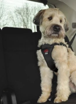 EasyRider Dog Car Harness - Crash Tested-Leadingdog