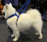 Xtra Dog Fleece Walking Harness-Leadingdog