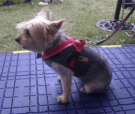 Xtra Dog Fleece Walking Harness-Leadingdog