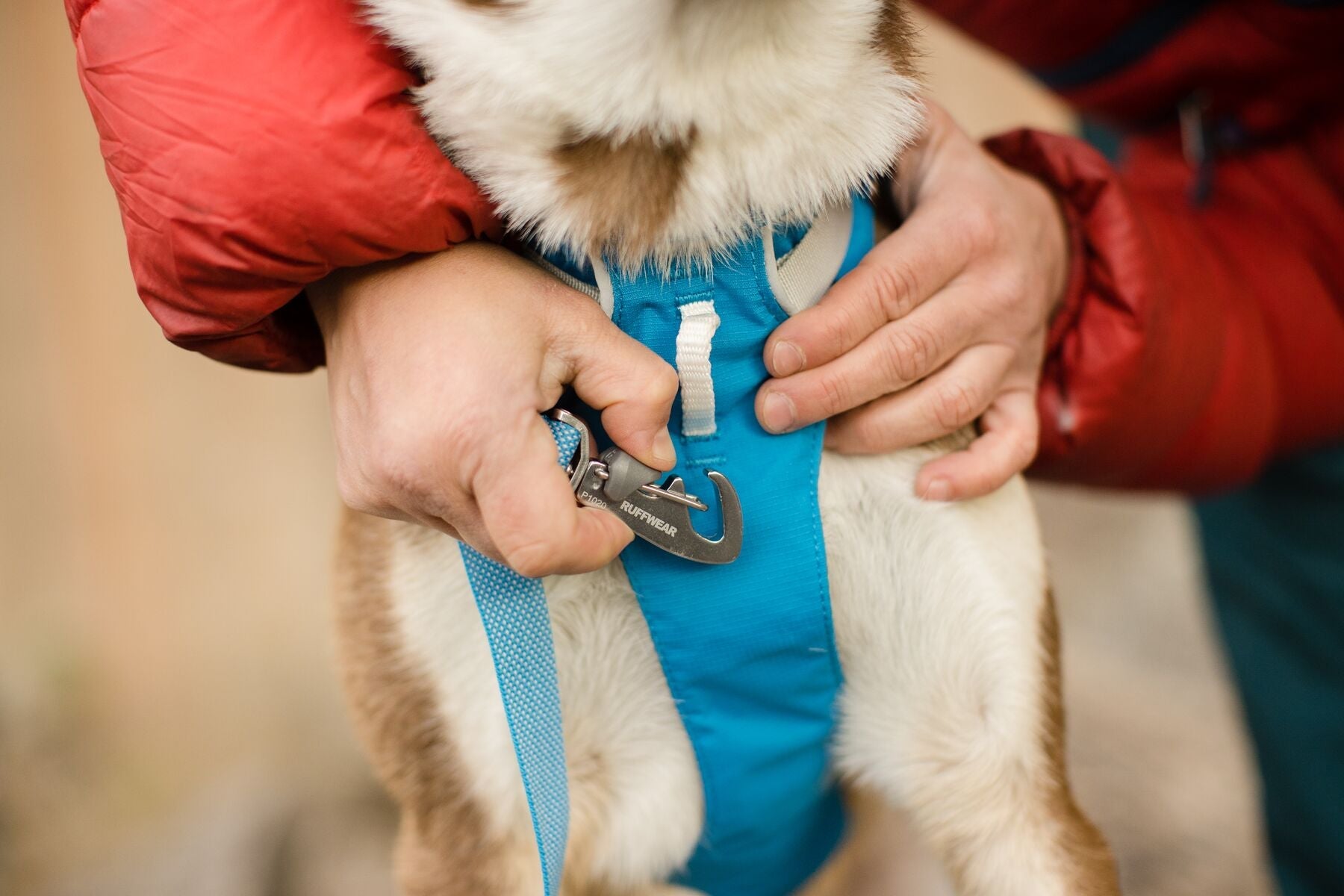 Ruffwear Flagline Harness - lightweight, multi-use harness-Leadingdog