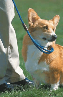 Mendota Dog Walker Martingale Style Dog leash-Leadingdog