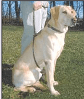 Mendota EZ Trainer 8 foot Dog Training Lead-Leadingdog